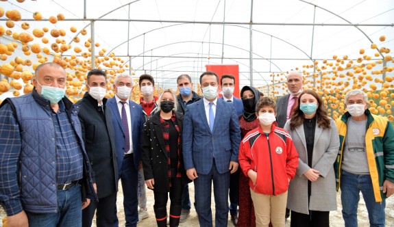 Trabzon hurması'' hasadı başladı